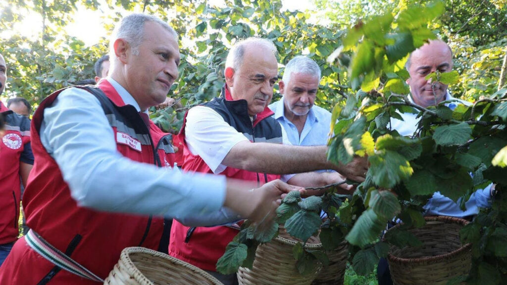 Vali Erol bahçeye girdi, fındık topladı